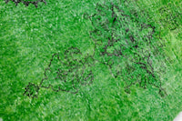 Diep bosgroen vintage vloerkleed - G585